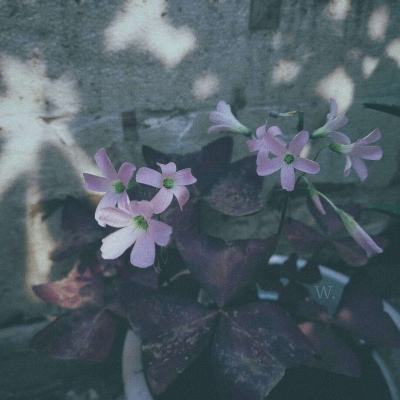 pg棋牌软件平台下载手机版截图